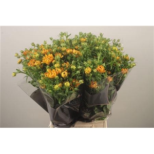 Ran N Moderna Sorrento