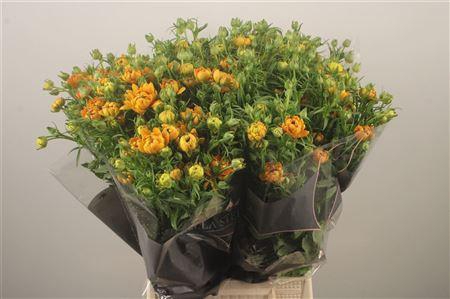 <h4>Ran N Moderna Sorrento</h4>