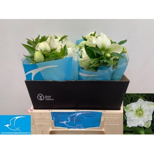 HELL OR  QUEENS DB W