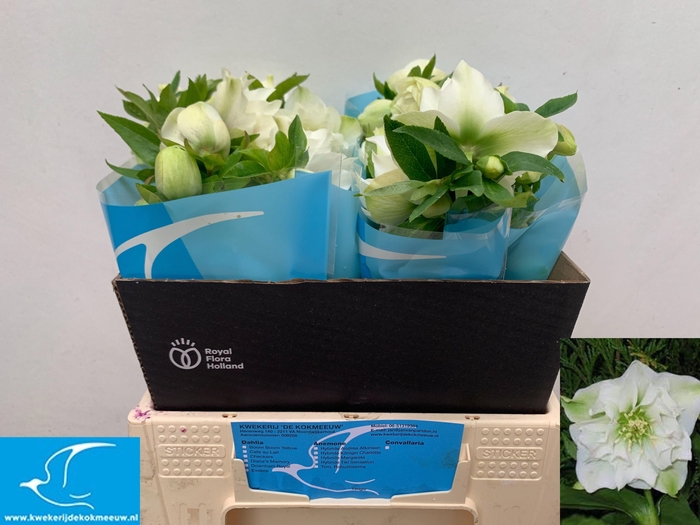 <h4>HELL OR  QUEENS DB W</h4>