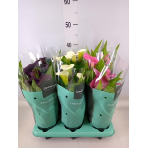 Zantedeschia   ...mix