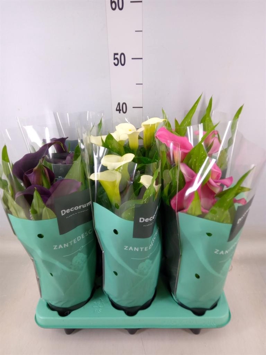 <h4>Zantedeschia   ...mix</h4>