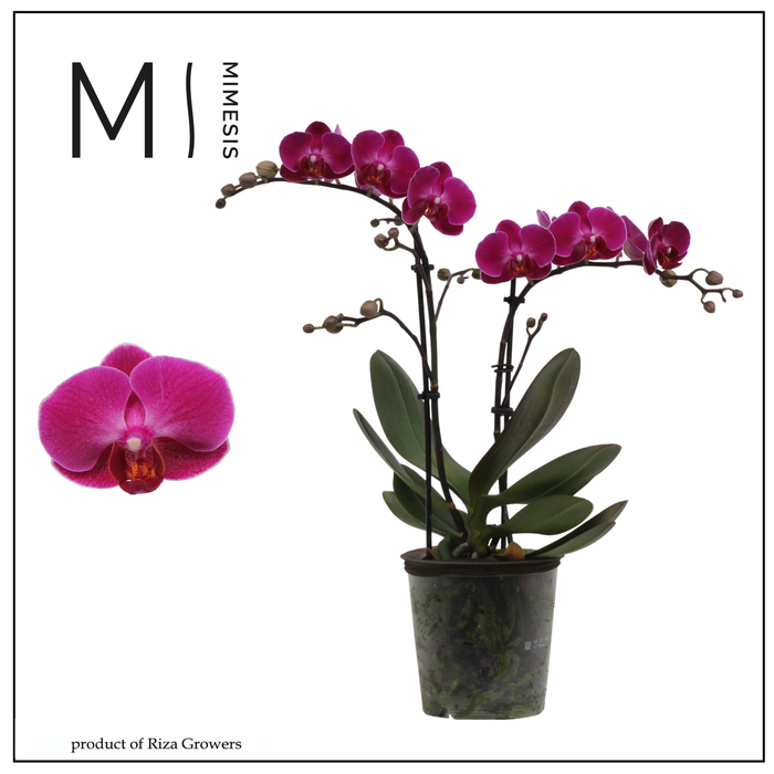 <h4>Phalaenopsis Morelia 2 spike - 12cm | Mimesis</h4>
