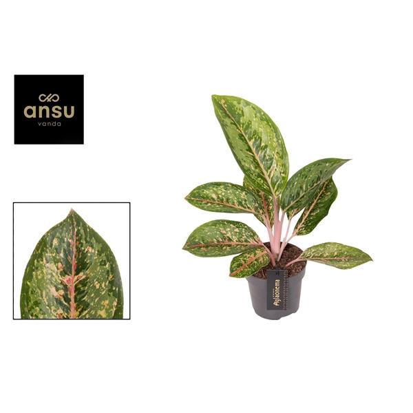 <h4>Aglaonema Camo Coralie</h4>