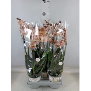 Phalaenopsis  'Ant Varese'