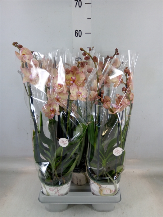 <h4>Phalaenopsis  'Ant Varese'</h4>