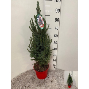 PICEA GL DECEMBER