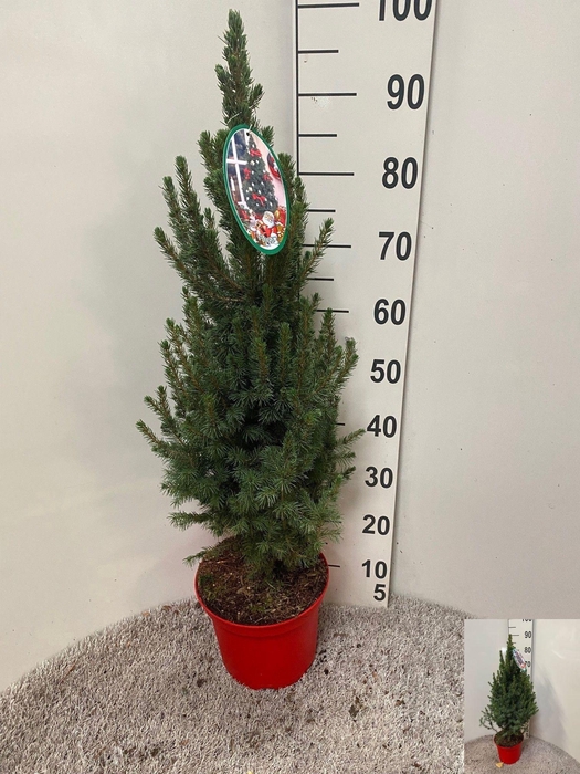 <h4>PICEA GL DECEMBER</h4>