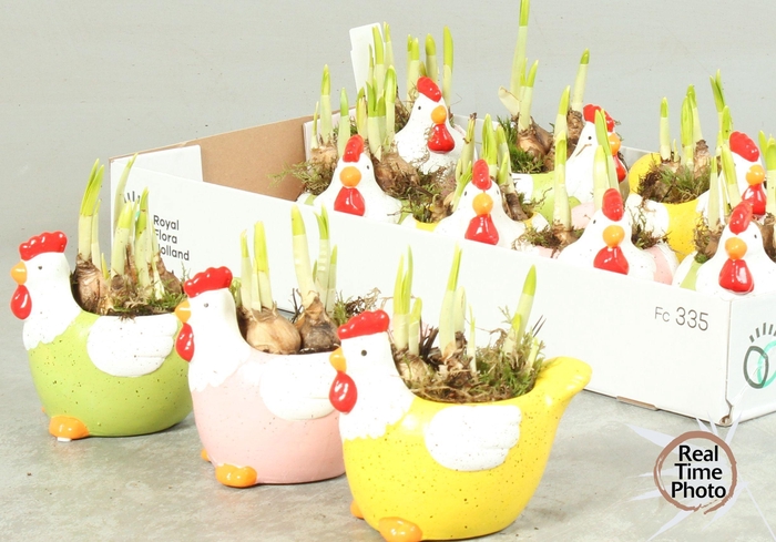 <h4>ARR NARCISSUS</h4>