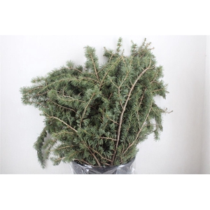 Ceder 300gr P Bunch