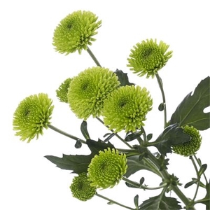 CRISANTEMO SANTINI GRASSLY 070 CM