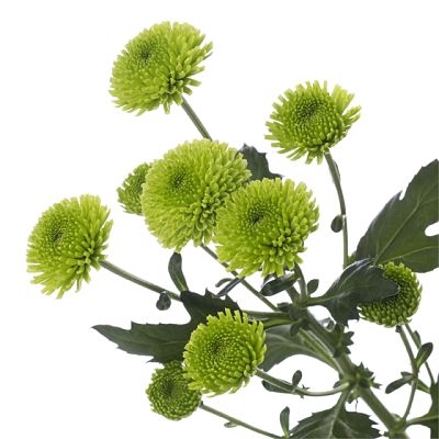<h4>CRISANTEMO SANTINI FEELING GREEN DARK 080 CM</h4>