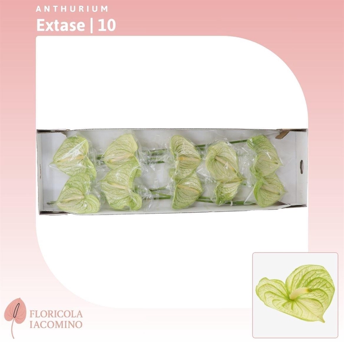 <h4>Anthurium Extase</h4>