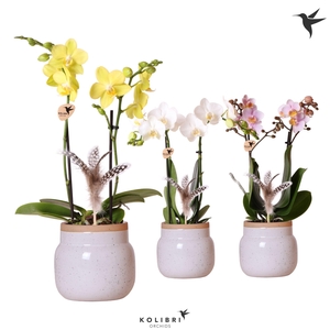 Kolibri Orchids Phalaenopsis mix 2 spike in Vintage Bowl white