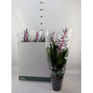 Aechmea  'Blue Rain'