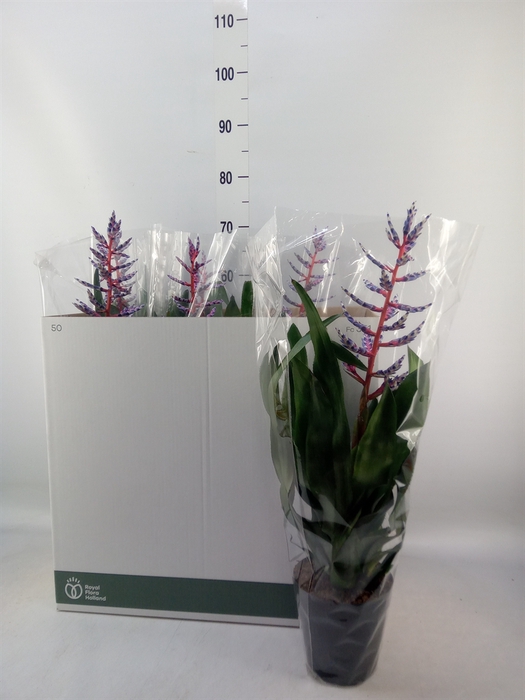 <h4>Aechmea  'Blue Rain'</h4>