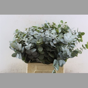 Euca Cinerea 45 Cm P Stem