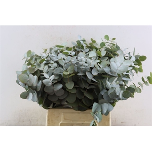 Euca Cinerea 45 Cm P Stem