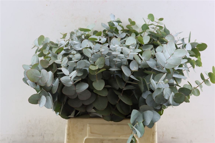 <h4>Euca Cinerea 45 Cm P Stem</h4>