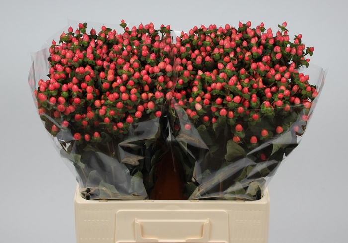 <h4>HYP SHALI STAR</h4>