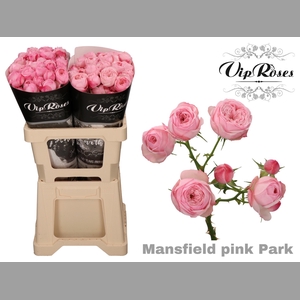R TR PINK MANSFI PARK