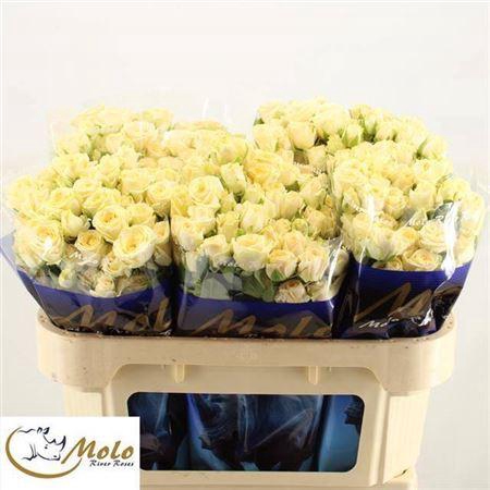 <h4>R Tr Salinero</h4>