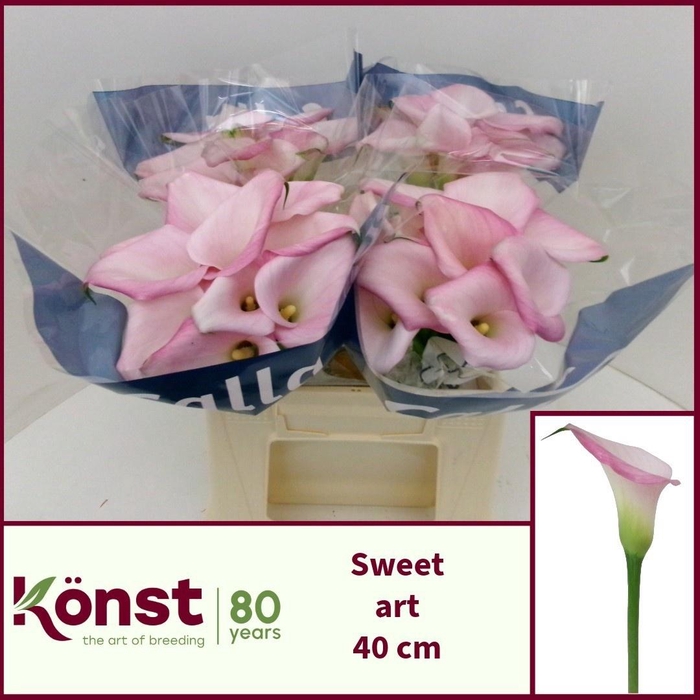 <h4>ZANT SWEET ART</h4>