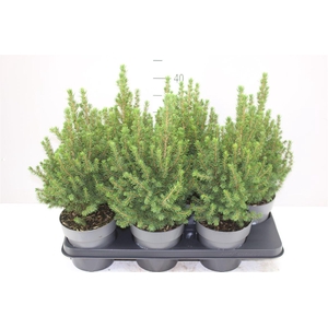 Picea Gl Perfecta