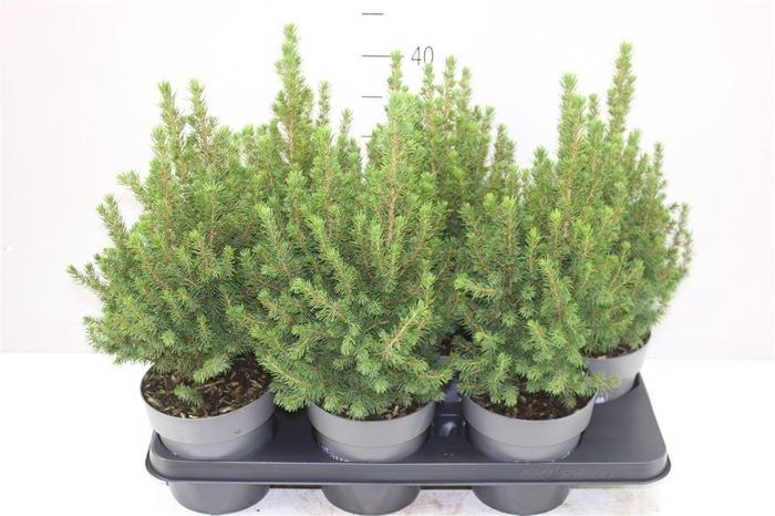 <h4>Picea Gl Perfecta</h4>