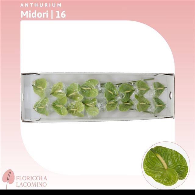 <h4>ANTH A MIDORI</h4>