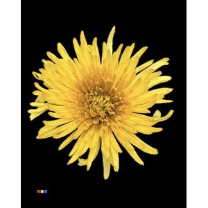 Chr G Anastasia Sunny Sparkling Gold