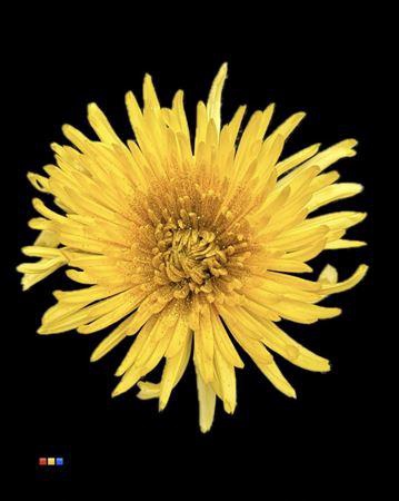 <h4>Chr G Anastasia Sunny Sparkling Gold</h4>