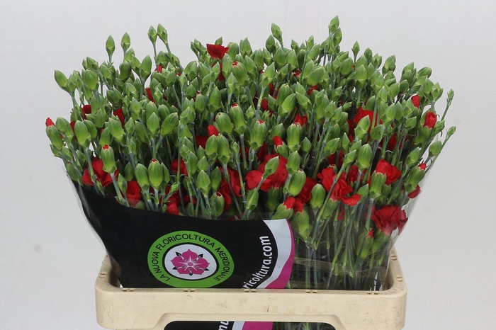 <h4>Dianthus Tr Symply Love</h4>