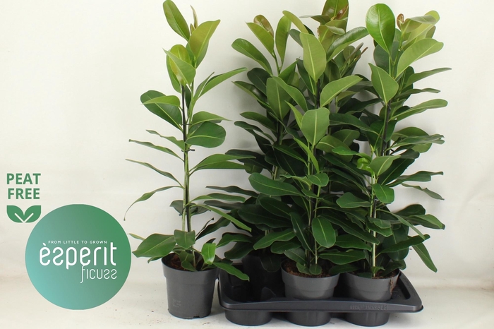 <h4>FIC MI SMILE</h4>