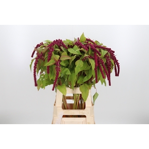 Amaranthus Caudatus Rosary