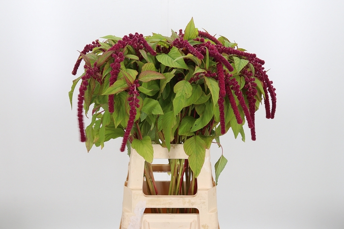 <h4>Amaranthus Caudatus Rosary</h4>