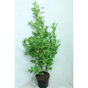 Prunus lauroc. 'Rotundifolia'