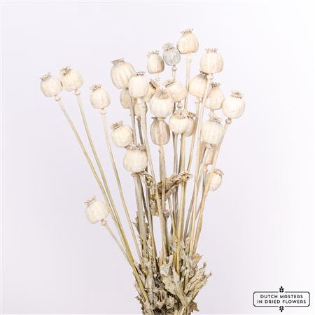 <h4>DRIED PAPAVER X5 FROSTED WHITE BUNCH</h4>