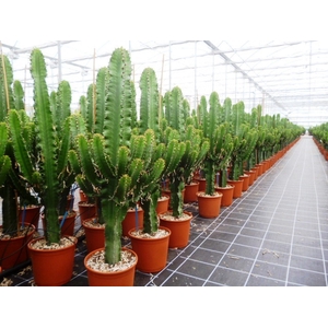 Euphorbia overig