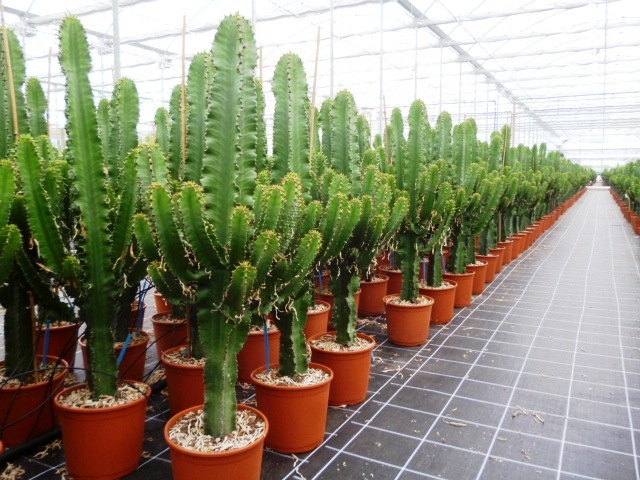 <h4>Euphorbia overig</h4>