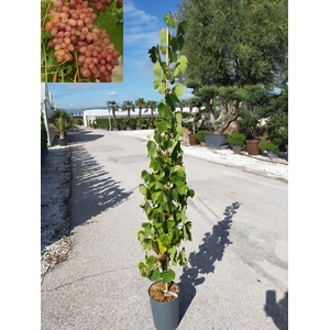 Vitis vinifera