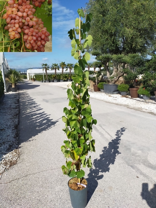 <h4>Vitis vinifera</h4>