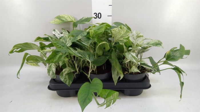 <h4>Epipremnum pinn. 'Marble Variegata'</h4>