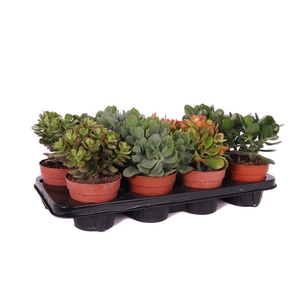 Crassula mix canarias 12 cm