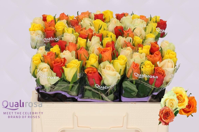 <h4>R Gr Mix Buttercup</h4>