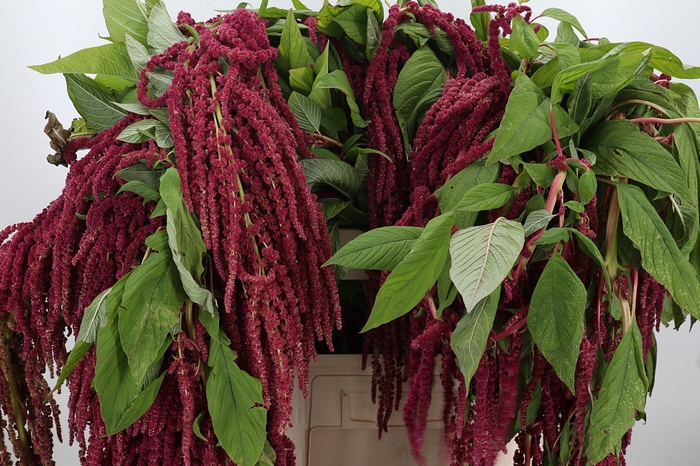 <h4>Amaranthus Hang Red</h4>
