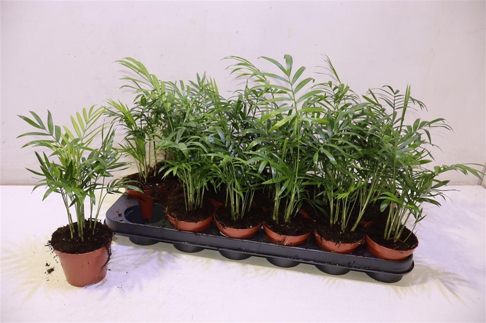 <h4>Chamaed Elegans</h4>