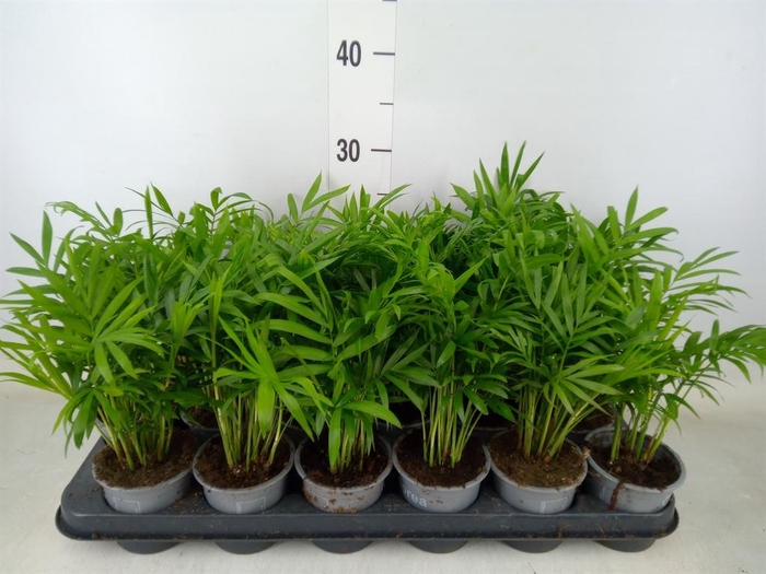 <h4>Chamaedorea elegans</h4>