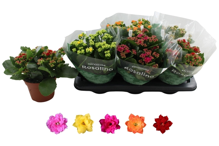 <h4>KAL GE RO GEM 5 KL</h4>