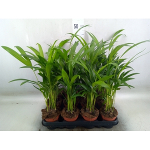 Dypsis lutescens   ...Chrysalidoca